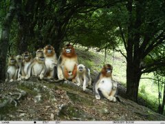 中国自然保护区红外相机摄影比赛记录珍